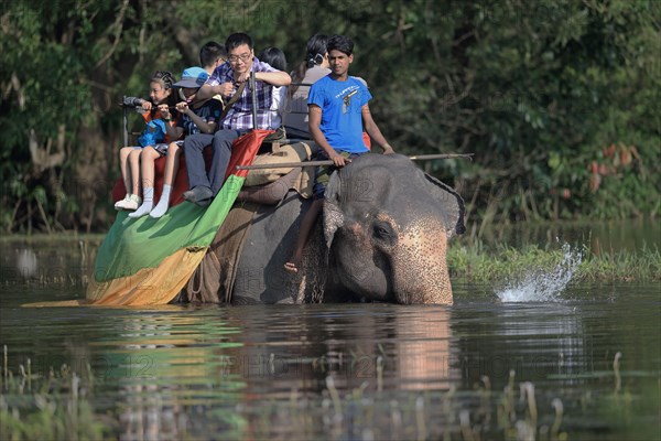 Asian Elephant