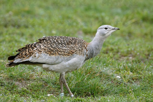 Great bustard