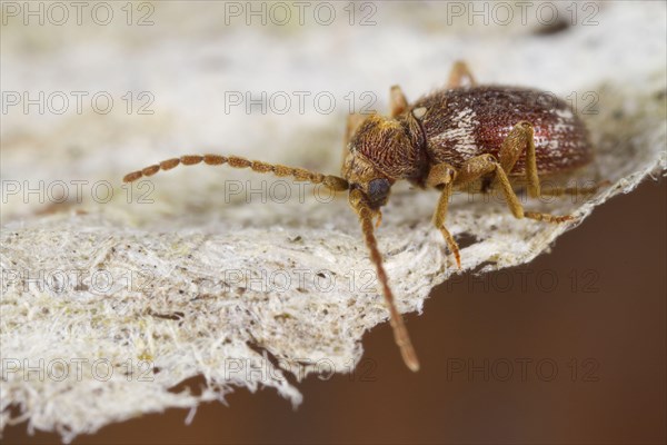 White-marked Spider Beetle