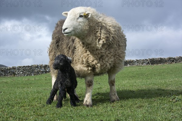 Herdwick sheep