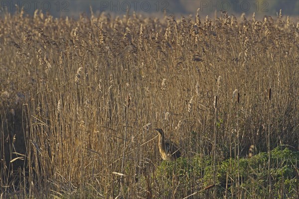 Great eurasian bittern