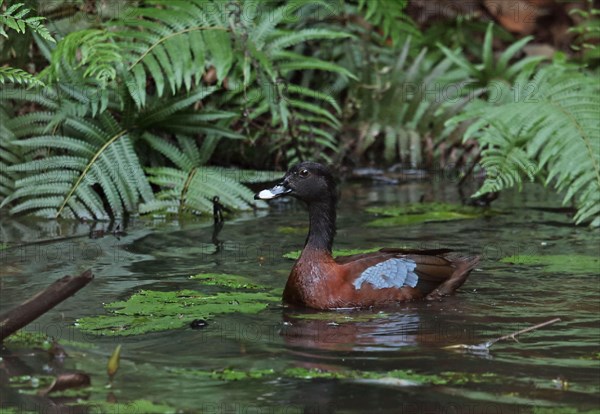 Hartlaub's duck