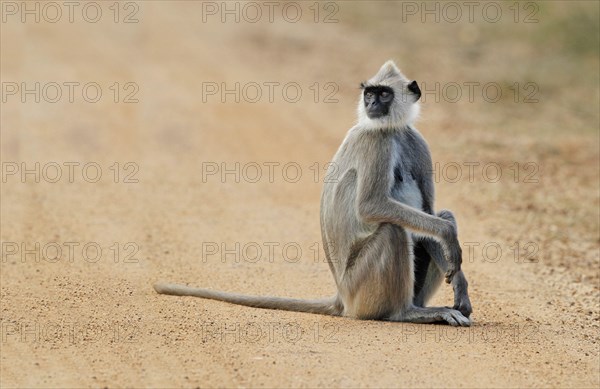 Tufted Grey Langur