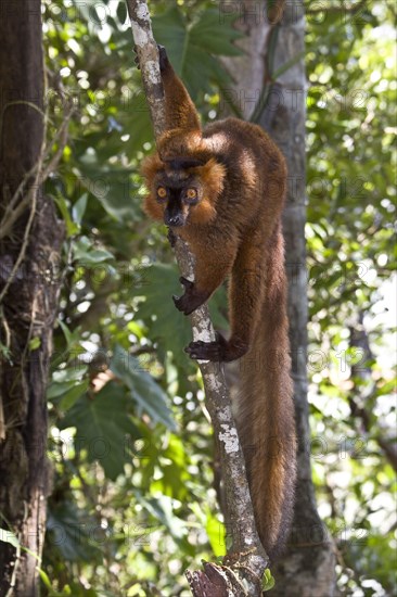Hybrid brown with crowned male lemur at Palmarium