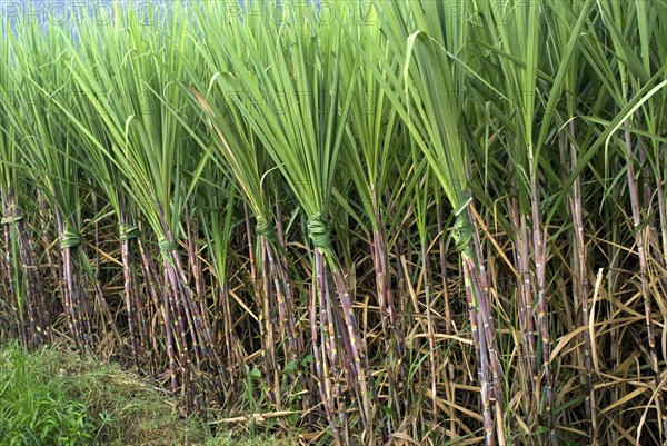 Sugar cane