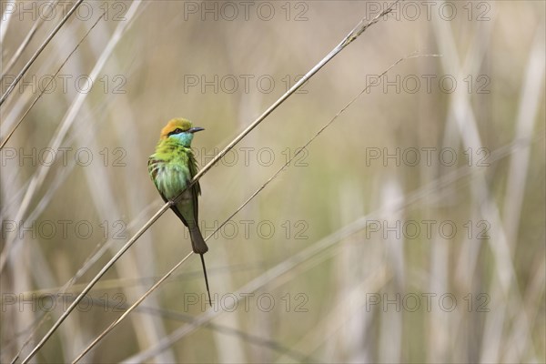 Green bee-eaters