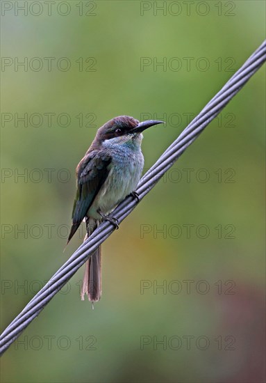 Blue-throated Bee-eater