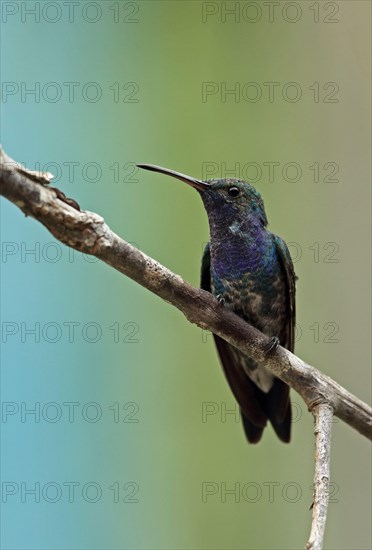 Sapphire-throated Hummingbird