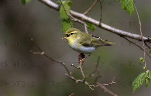 Wood Warbler