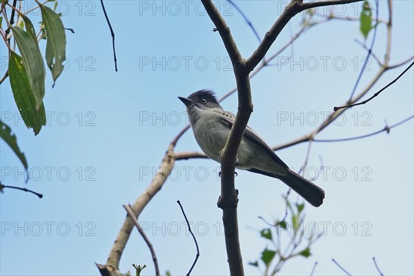 Grey-headed Flycatcher