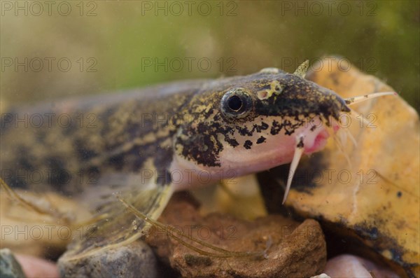 Stone Loach