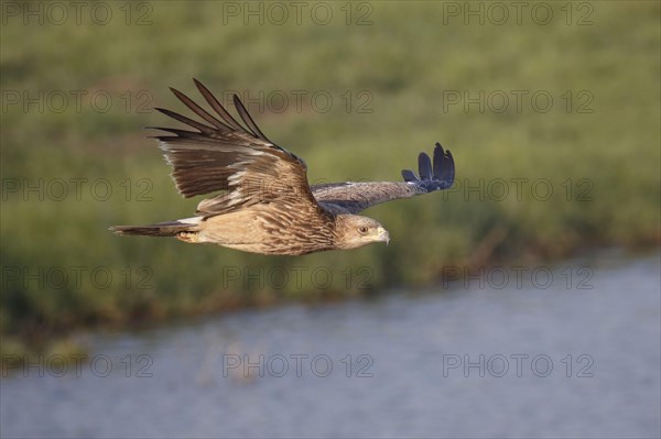 Eastern imperial eagle