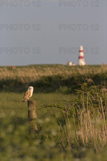 Common barn owl