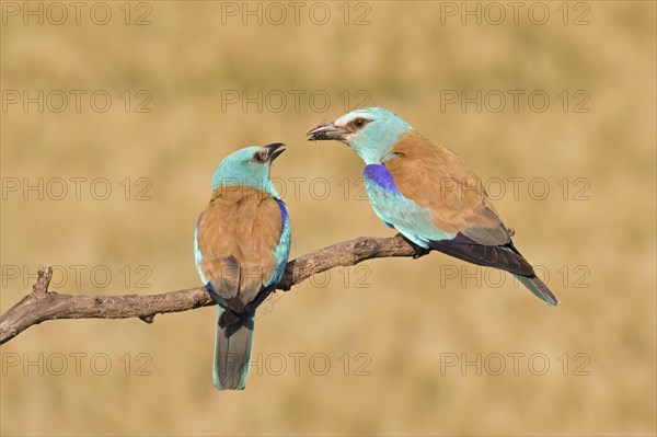 European Roller