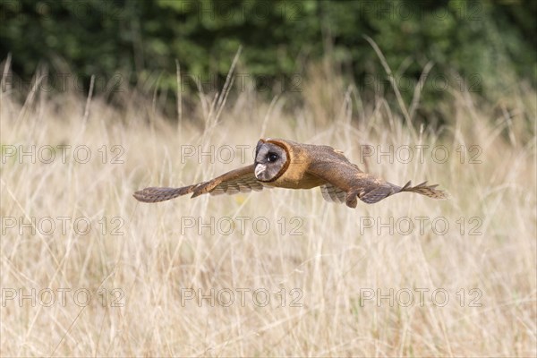 Hispaniola Barn Owl