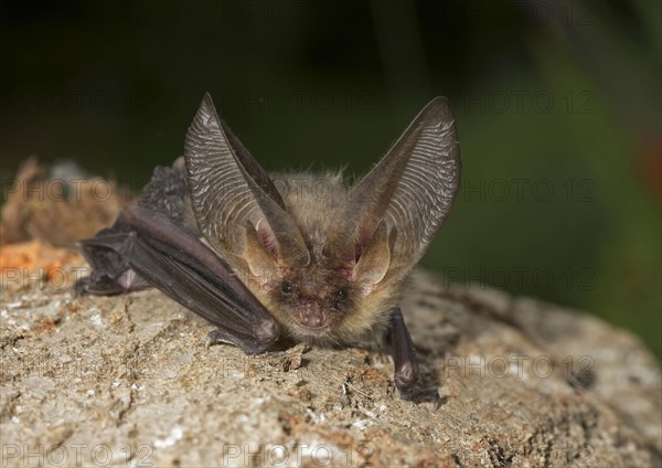 Brown Long-eared Bat