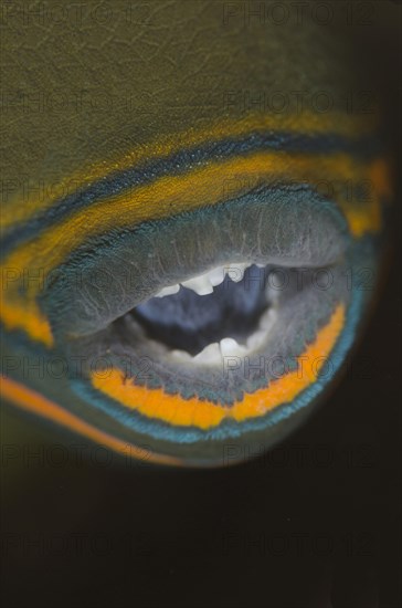 Orange Triggerfish
