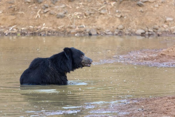 Ursus ursinus