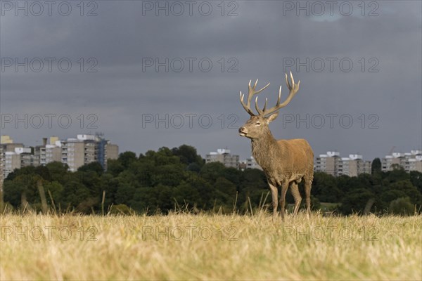 Red Deer