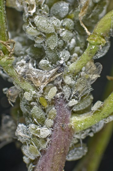 Mealy cabbage aphid