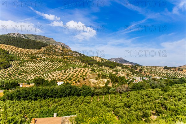 Huge olive tree plantations