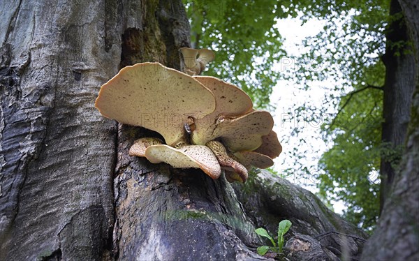 bracket fungus