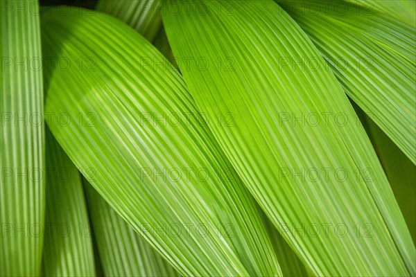 Green palm leaves