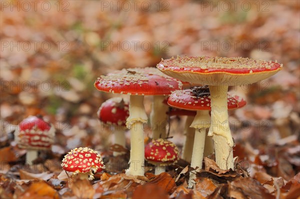 Group of fly agarics