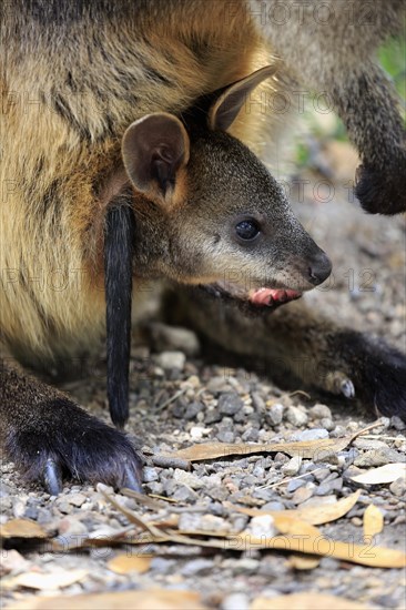 Swamp wallaby