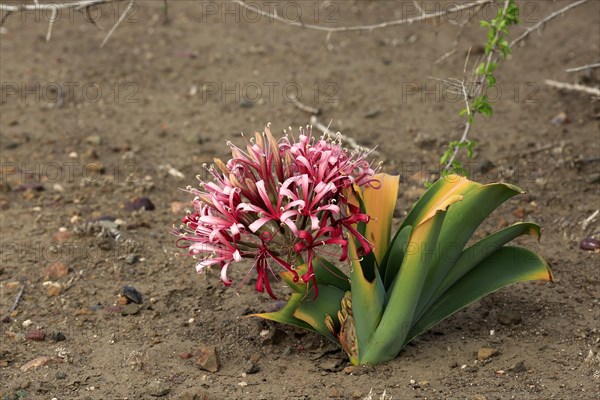 South african crinum lily