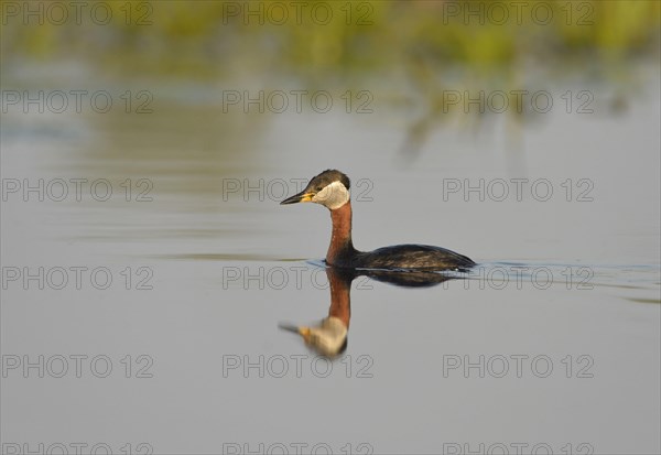 Red-necked Grebe