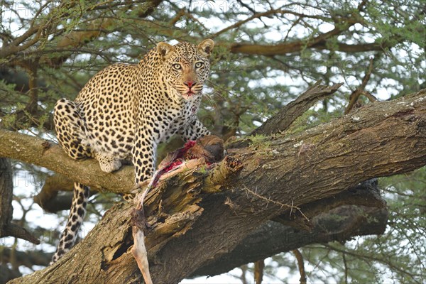 African Leopard