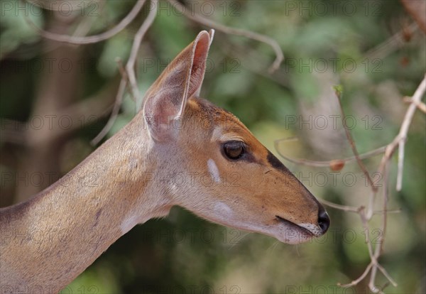 Central bushbuck