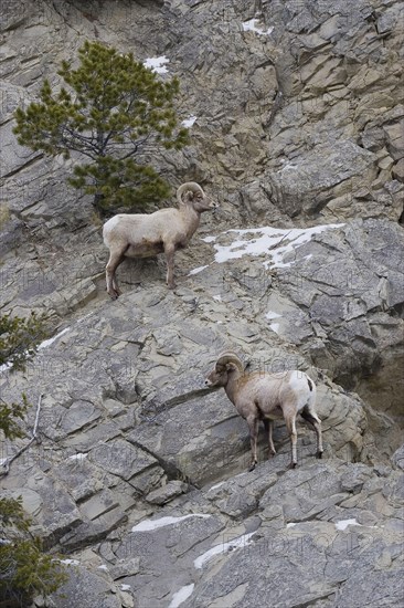 Bighorn sheep