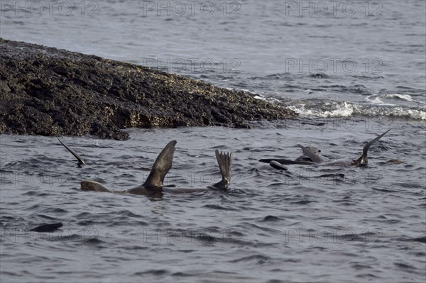 Galapagos Sea Bear