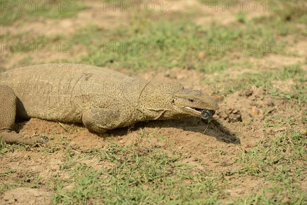 Bengal monitor