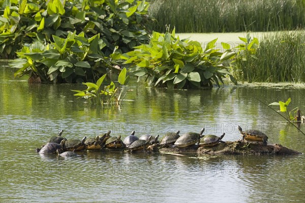 (Pseudemys rubriventris) nelsoni, florida red-bellied cooter (Pseudemys nelsoni), red-bellied ornamental turtles, red-bellied ornamental turtles