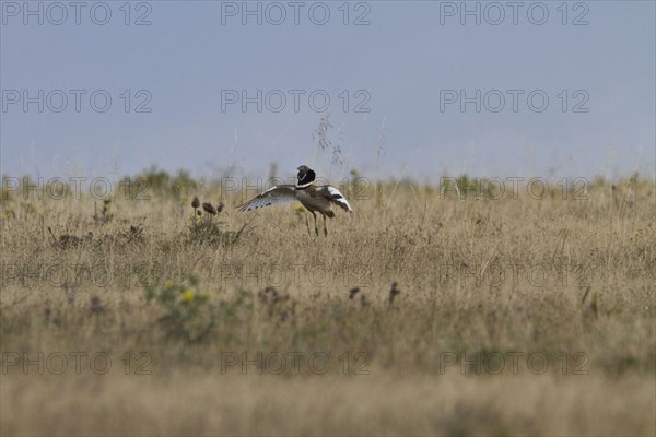 Little Bustard