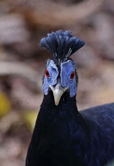 Crested fireback