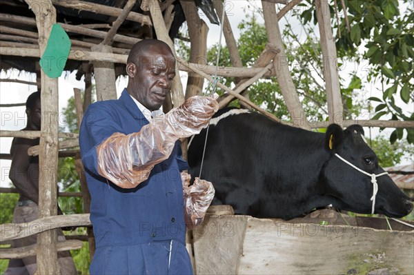 Veterinarian artificially inseminating dairy cattle to improve productivity