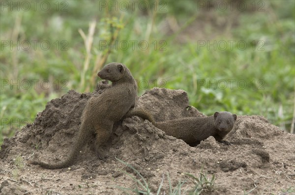 Common Dwarf Mongoose