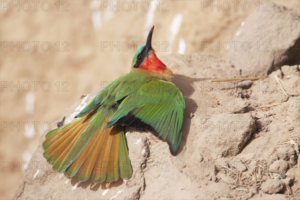 Red-throated bee-eater