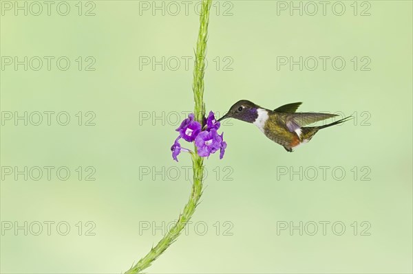 Purple-throated Woodstar