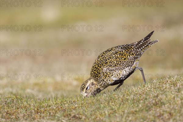 Eurasian Golden Plover