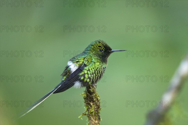 Green Thorntail