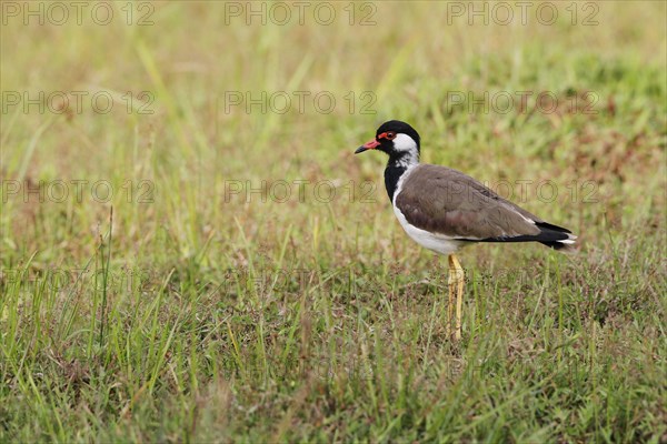 Red-wattled Lapwing