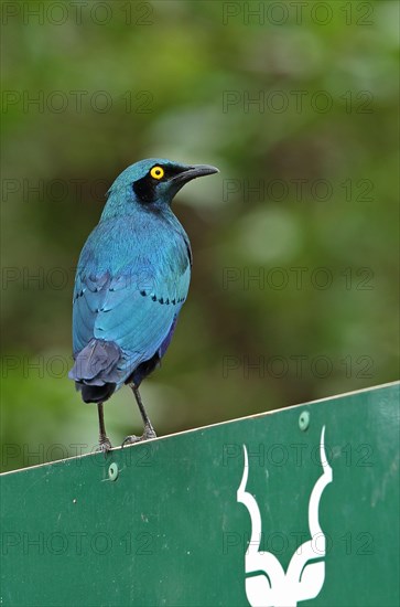 Greater Blue-eared Glossy Starling