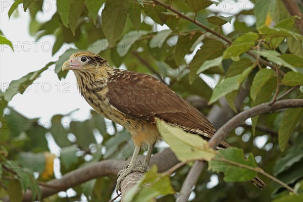 Yellow-headed Caracara