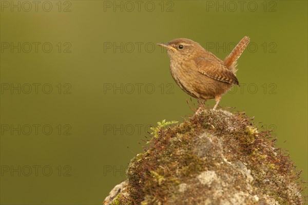 Eurasian Wren