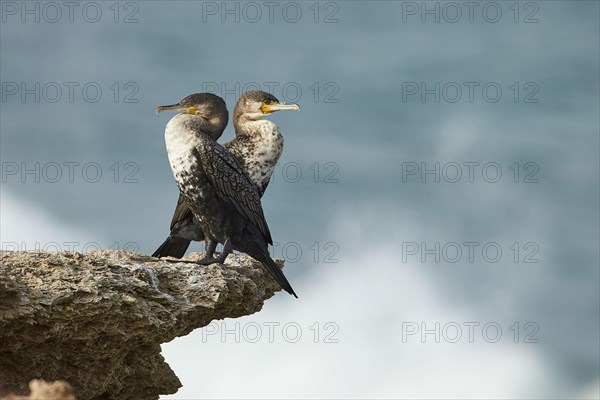 Great great cormorant